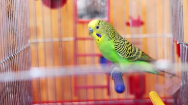 Accueil Perroquet dans une cage à oiseaux 
