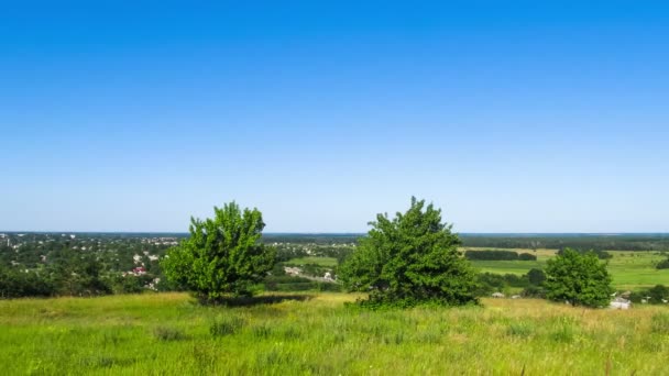 Paesaggio, alberi alti su uno sfondo pianeggiante . — Video Stock