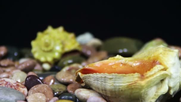 Cailloux de mer et coquillages tournent 