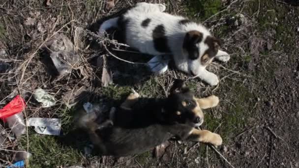 Dakloze puppy's op de straat in de stad. — Stockvideo