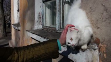 Evde pencere üzerinde yürüyen beyaz yolunu yitirmek kedi