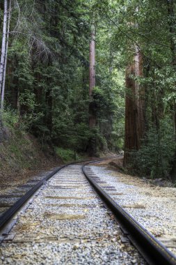 Demiryolu hattı üzerinden Redwoods