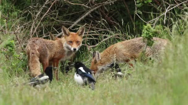 Twee Vrouwelijke Red Foxes Vulpes Vulpes Voeden Zich Bij Ingang — Stockvideo