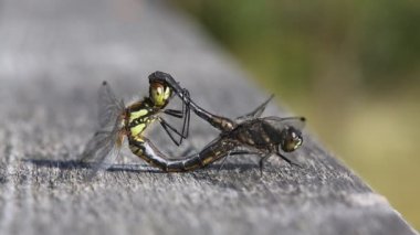 İskoçya 'da ahşap bir çite tüneyen büyüleyici bir çift Kara Darter Yusufçuğu (Sympetrum danae)..