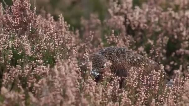 Impresionante Urogallo Rojo Lagopus Lagopus Alimentándose Las Flores Brezo Las — Vídeo de stock