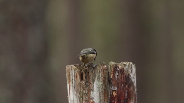 Coal Tits Periparus Ater Blue Tit Flying Wooden Post Feeding — Stockvideo