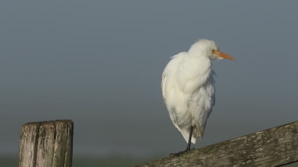 Een Zeldzame Runderzilverreiger Bubulcus Ibis Zittend Een Hekpaal Een Mistige — Stockvideo