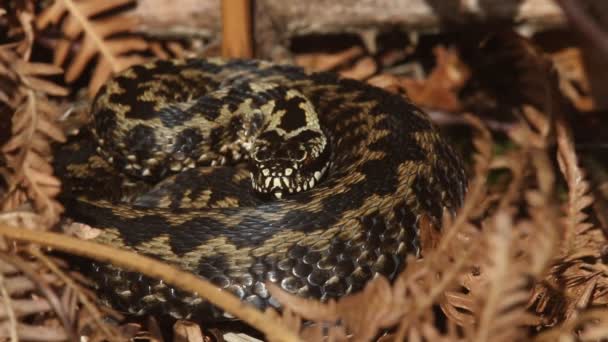 Beautiful Adder Vipera Berus Snake Just Out Hibernation Basking Morning — Stock Video