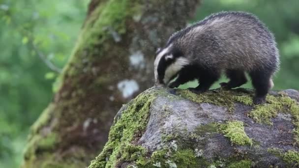 Sebuah Badger Yang Indah Meles Meles Mencari Makan Atas Batu — Stok Video
