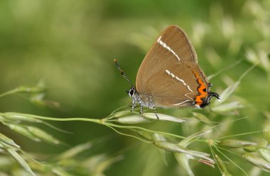 Nadir bulunan güzel beyaz bir Hairstreak Kelebeği, satyrium w-albümü, çim tohumları üzerine tünemiş..