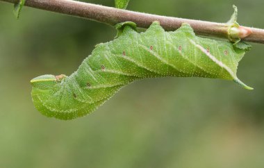 Söğüt yapraklarıyla beslenen güzel bir Şahin-Güve Tırtıl (Smerinthus ocellata).