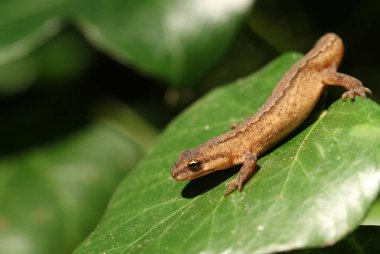 Yaygın Newt (Lissotriton vulgaris) olarak da bilinen Pürüzsüz Newt Sarmaşık yaprağının üzerine tırmanır..