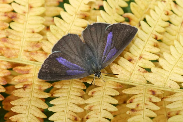 Una Hermosa Mariposa Peluquera Púrpura Favonius Quercus Posada Sobre Una — Foto de Stock