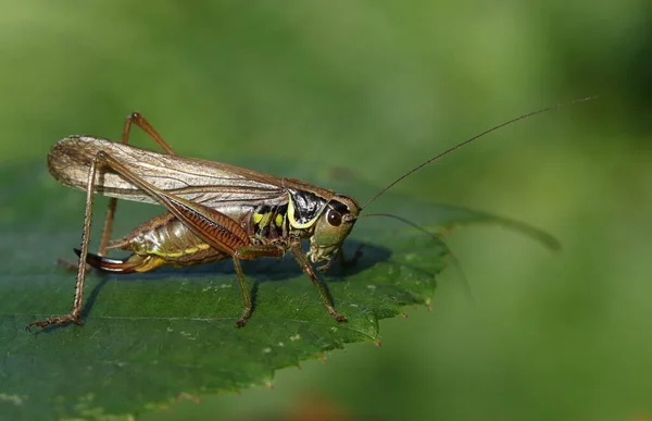 Roesel Bush Cricket Metrioptera Roeselii Sittande Ett Löv — Stockfoto