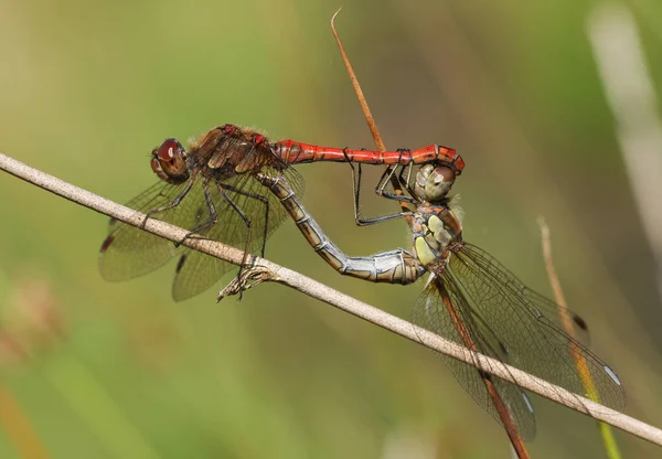 Ett Parningspar Common Darter Dragonfly Sympetrum Striolatum Sittande Ett Vass — Stockfoto