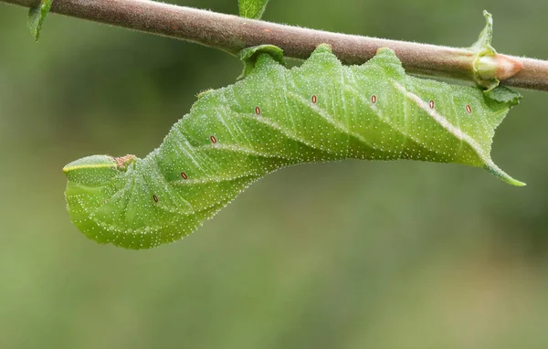 Μια Όμορφη Eyed Hawk Σκώρος Caterpillar Smerinthus Ocellata Τρέφονται Φύλλα — Φωτογραφία Αρχείου