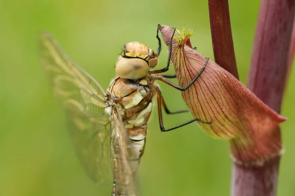 Female Migrant Hawker Dragonfly Aeshna Mixta Perched Angelica Disambiguation — Stock Photo, Image