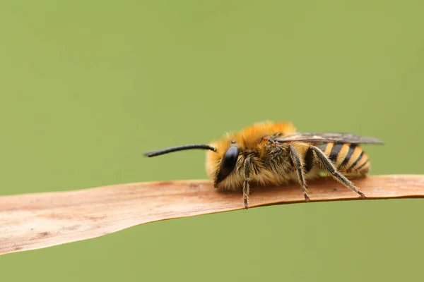 Una Hermosa Abeja Ivy Colletes Hederae Descansando Una Caña — Foto de Stock