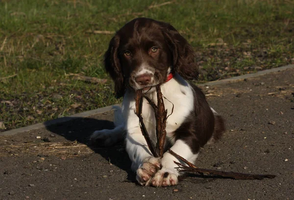 Şirin Bir Ngiliz Springer Spaniel Köpeği Ağzında Tuttuğu Pençelerinin Arasında — Stok fotoğraf