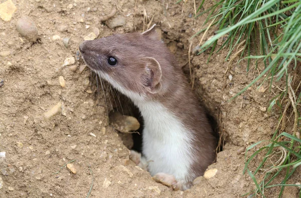 Stoat Mustela Erminea Peaking Out Hole Ground Whilst Hunting — Stock Photo, Image