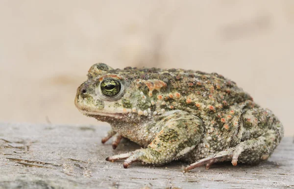 A rare Natterjack toad (Bufo Epidalea calamita) hunting for food on a coastal track.