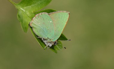 Bir yaprağın üzerine tünemiş çarpıcı bir Yeşil Saçlı Kelebek (Callophrys Rubi).