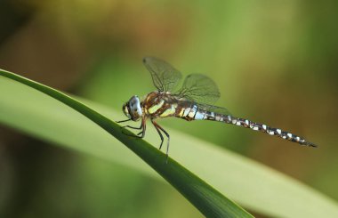 Bir erkek göçmen Hawker Dragonfly, Aeshna mixta, İngiltere 'de bir gölün kenarında bir kamış üzerinde tünemekte..