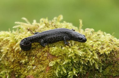 Baharda yosun tutmuş, Triturus kristali olan güzel bir Büyük Tepe Newt..