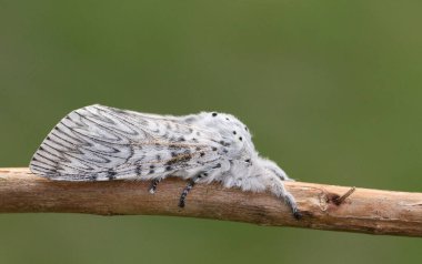 Güzel bir kedi güvesi, Cerura vinula, bir dal üzerinde dinleniyor..