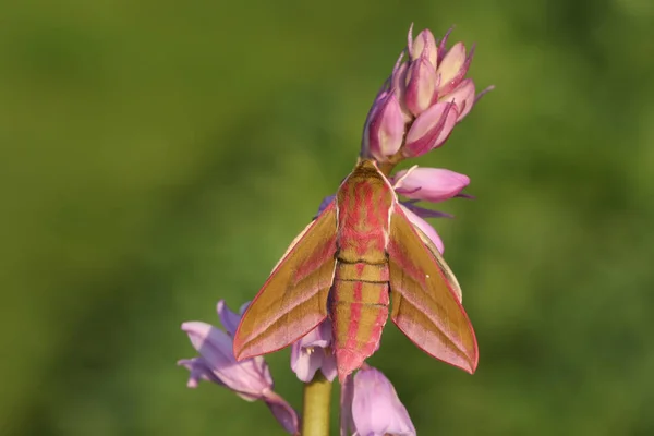 Piękny Słoń Jastrząb Ćma Deilephila Elpenor Siedzący Różowym Bluebell Dziki — Zdjęcie stockowe