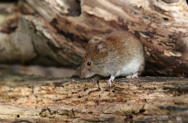 Cute Wild Bank Vole Myodes Glareolus Foraging Food Log Pile — Stock Photo, Image