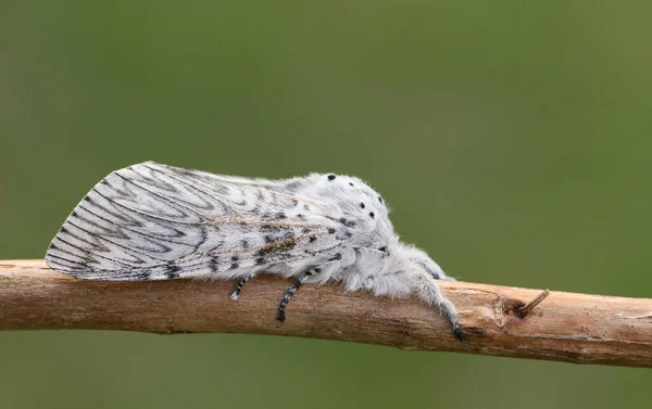 Μια Όμορφη Puss Moth Cerura Vinula Στηρίζεται Ένα Κλαδί — Φωτογραφία Αρχείου