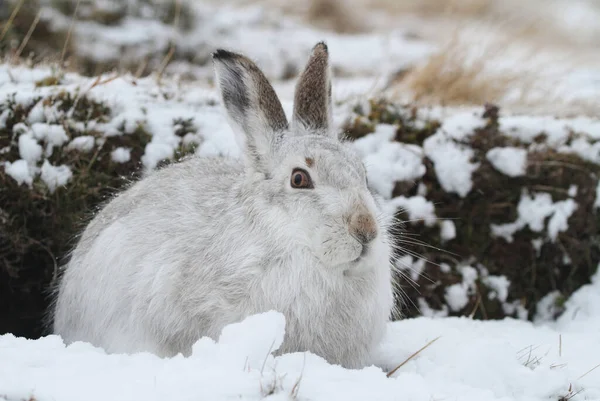 Vahşi Bir Dağ Tavşanı Lepus Timidus Skoç Dağlarında Kar Fırtınasında — Stok fotoğraf