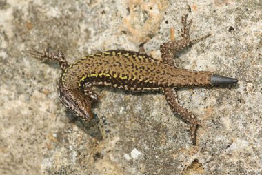 Taş bir duvarda güneşlenen güzel bir duvar kertenkelesi (Podarcis muralis).