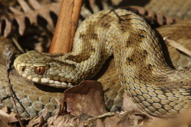 A stunning Female Adder (Vipera berus) Snake just out of Hibernation. clipart