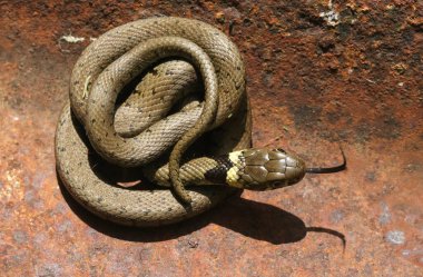 Güzel bir çim yılanı (Natrix natrix natrix) dili dışarı çıkmış, bir metal parçasında ısınıyor. .