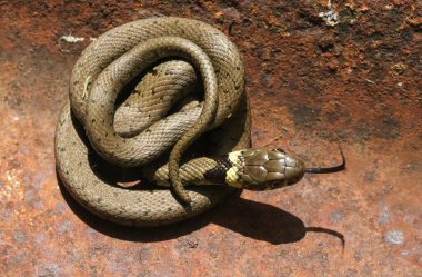 A beautiful Grass Snake (Natrix natrix) with its tongue sticking out, warming up on a piece of metal . clipart