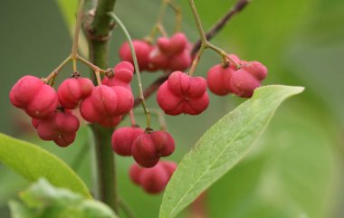 Bir Spindle ağacının meyveleri, Euonymus europaea, vahşi doğada yetişir..