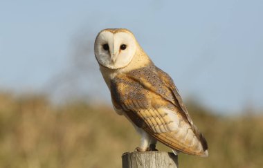 Vahşi bir av kuşu (Tyto alba) bir direğe tünemiş avını arıyor. .