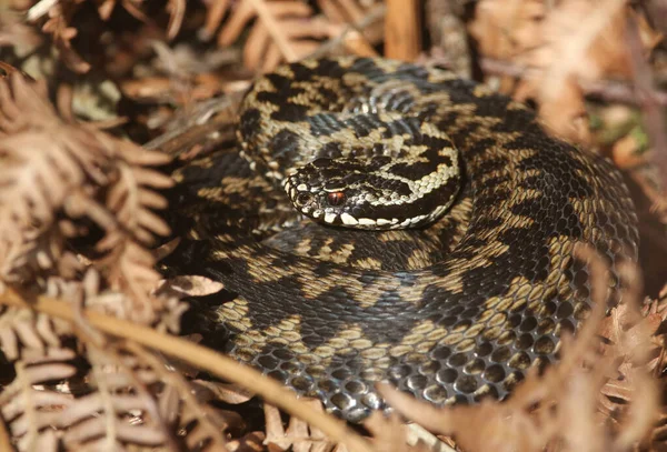 Magnifique Serpent Adder Vipera Berus Tout Juste Sorti Hibernation Prélassant — Photo