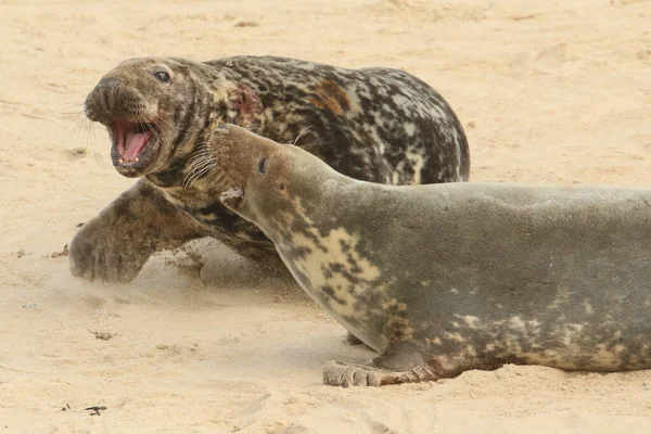 Une Bagarre Éclate Lorsqu Gros Taureau Phoque Gris Halichoerus Grypus — Photo