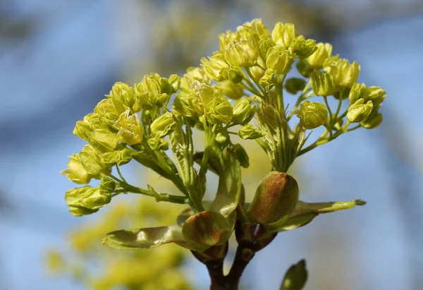 Buds Opening Leaves Flowers Field Maple Tree Acer Campestre Springtime — Stock Photo, Image