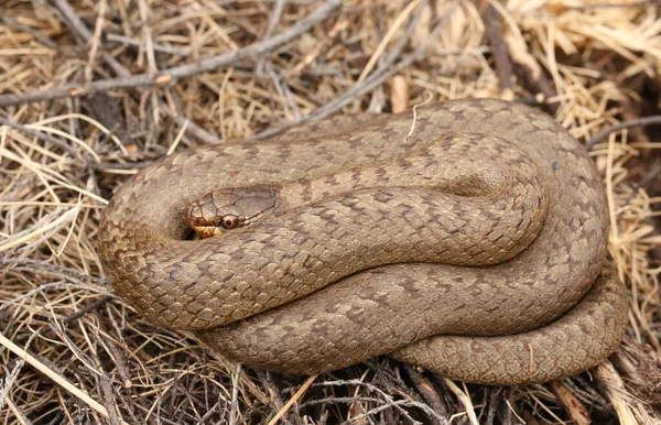 Serpent Lisse Coronella Austriaca Rare Enroulé Dans Sous Bois Serpent — Photo