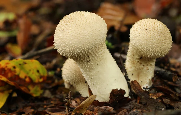 英国の森林地帯で成長している一般的なパフボール Lycoperdon Perlatumのグループ — ストック写真