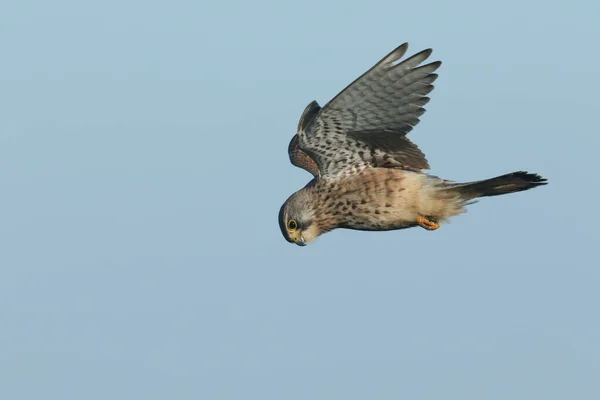 Magnifique Crécerelle Chasse Falco Tinnunculus Planant Dans Ciel Bleu — Photo