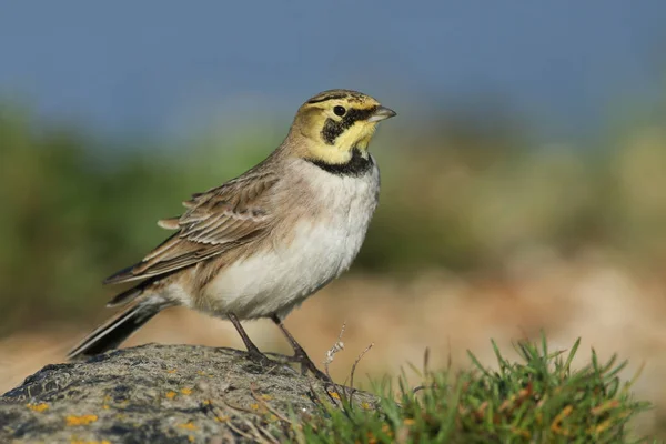 Shorelark Eremophila Alpestris Sentado Una Roca — Foto de Stock