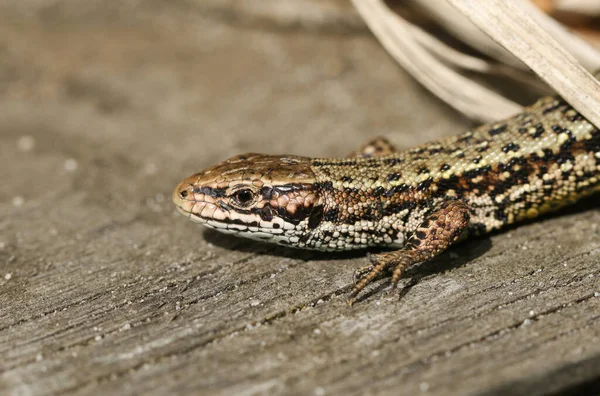 Una Splendida Lucertola Comune Zootoca Vivipara Caccia Una Passerella Legno — Foto Stock