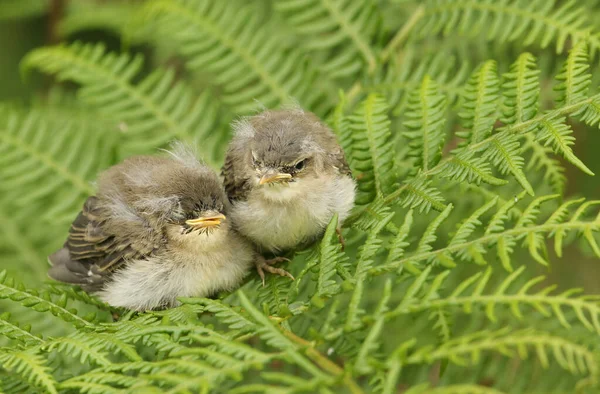 Dois Adoráveis Bebê Salgueiro Warblers Phylloscopus Trochilus Esperando Por Seus — Fotografia de Stock