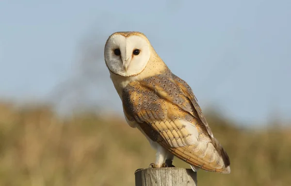 Vahşi bir av kuşu (Tyto alba) bir direğe tünemiş avını arıyor. .