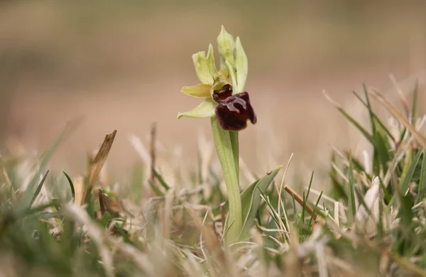 Pretty Wild Early Spider Orchid Ophrys Sphegodes Formerly Ophrys Aranifera — Stock Photo, Image